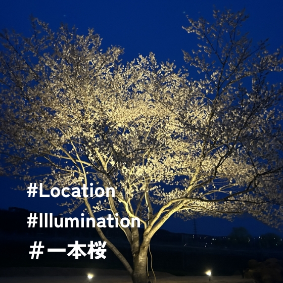 #Location #Illumination ＃一本桜