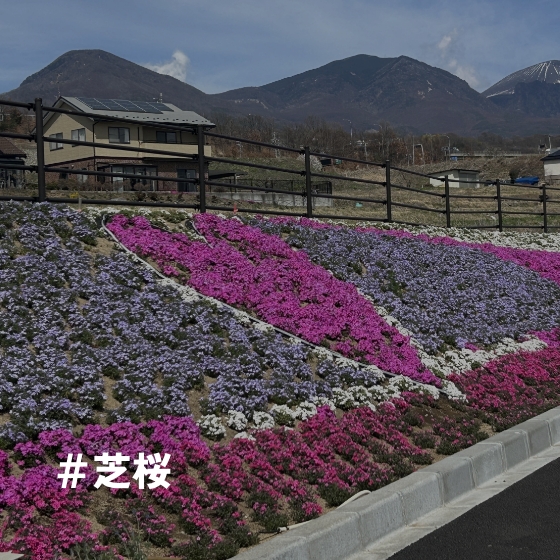＃芝桜